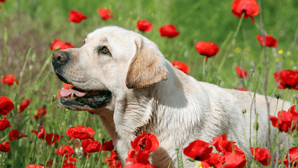 Safe Haven Pet Resort