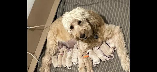 Virginia Beach Goldendoodles LLC