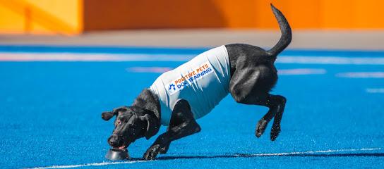 Positive Pets Dog Training